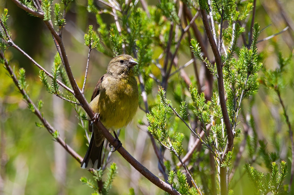 Cape Siskin - ML582829431