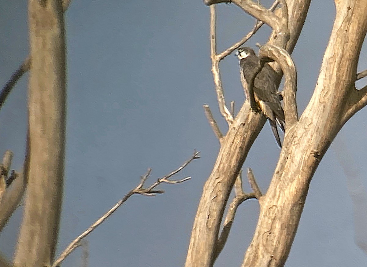 Eleonora's Falcon - Juan Pérez