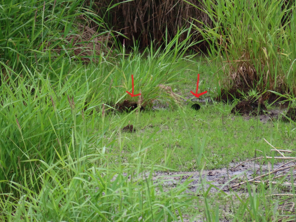 Virginia Rail - ML582831021