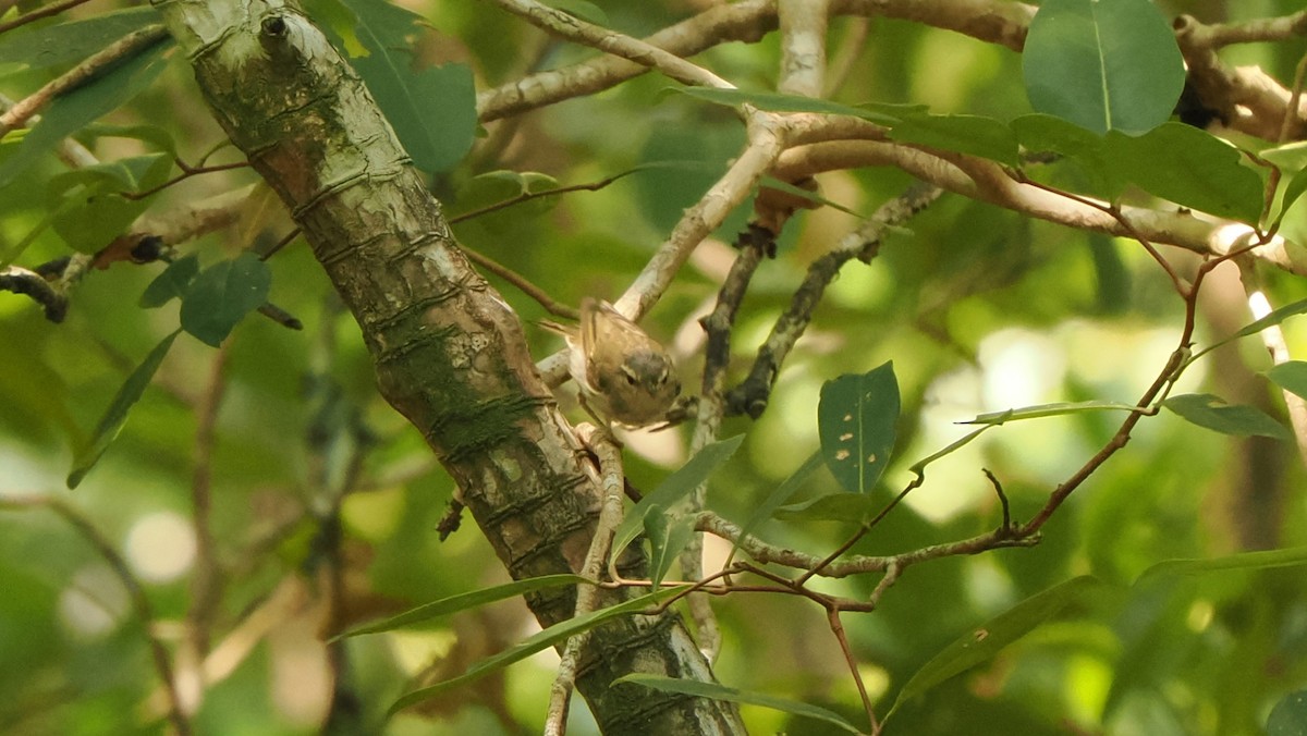 Arctic Warbler - ML582831121