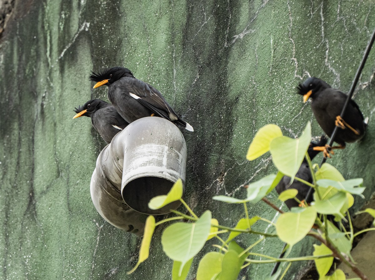 Great Myna - ML582831201