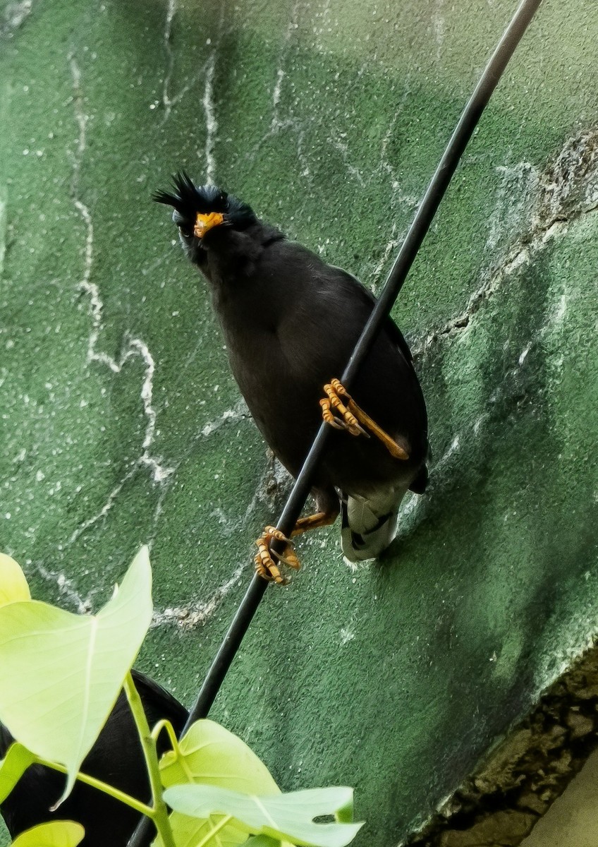 Great Myna - ML582831211