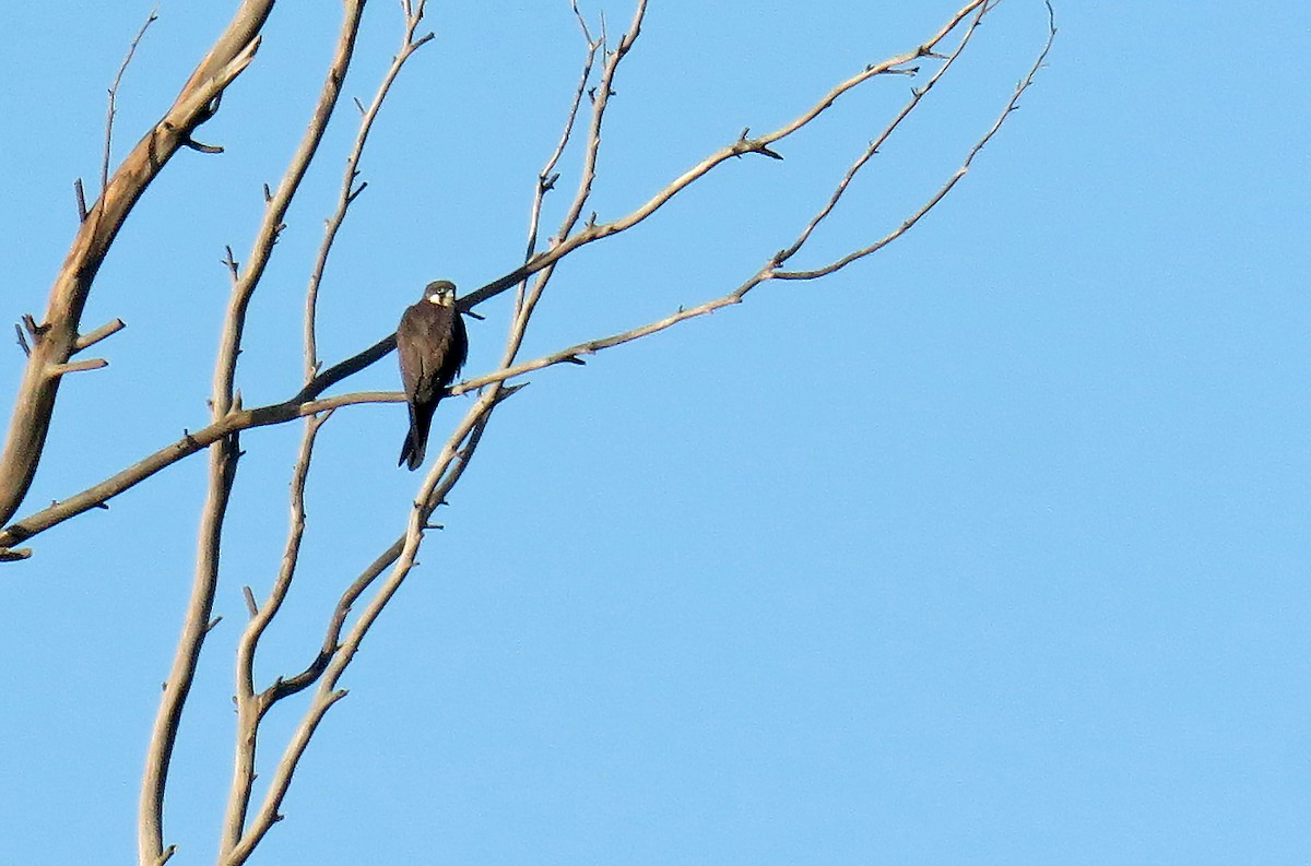 Eleonora's Falcon - Juan Pérez