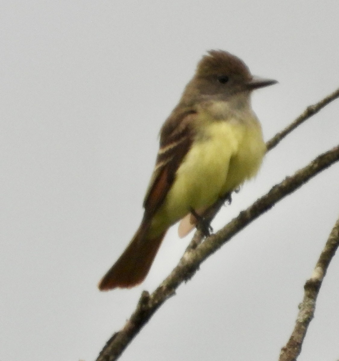 Great Crested Flycatcher - ML582831711