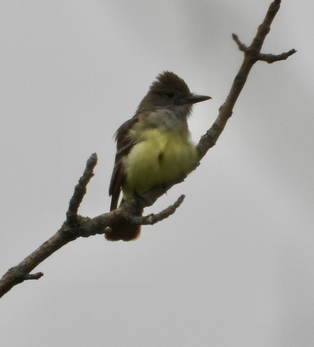 Great Crested Flycatcher - ML582831721