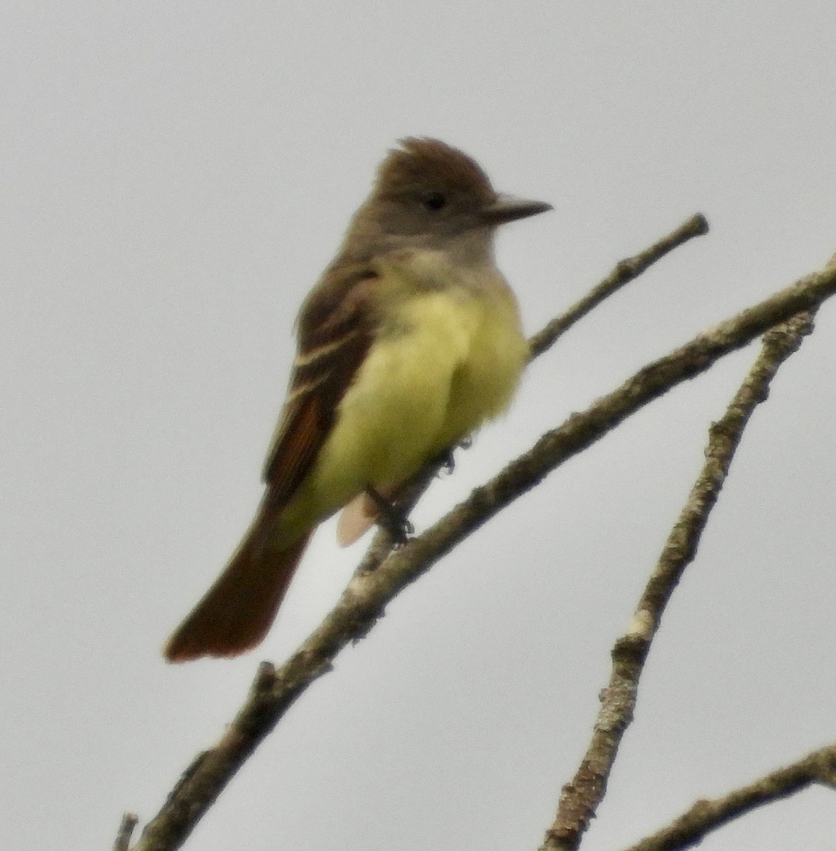 Great Crested Flycatcher - ML582831731