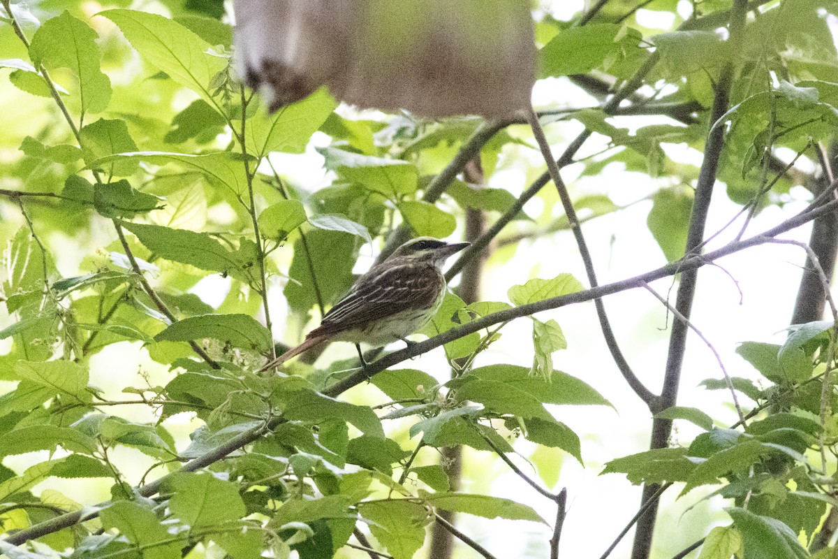 Streaked Flycatcher - ML582834771