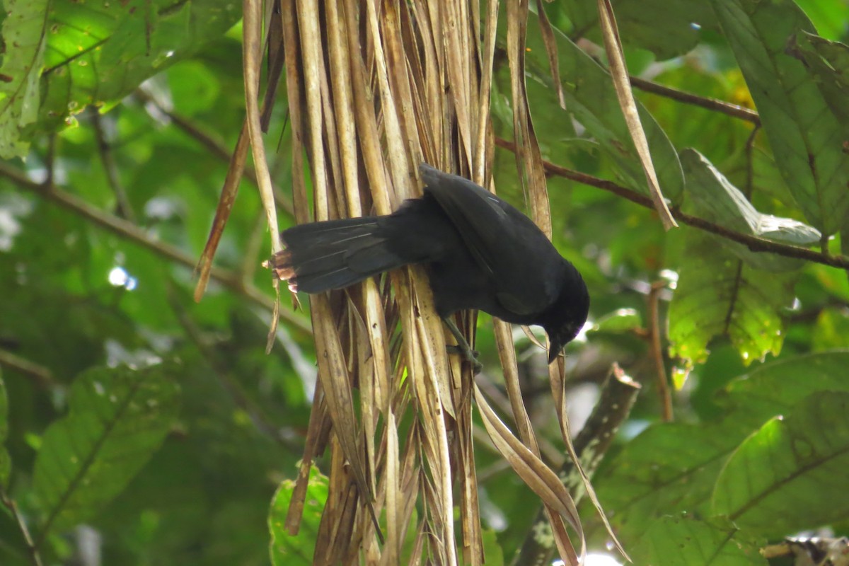 Velvet-fronted Grackle - ML58283541