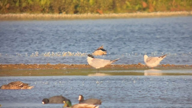 Caspian Tern - ML582835771