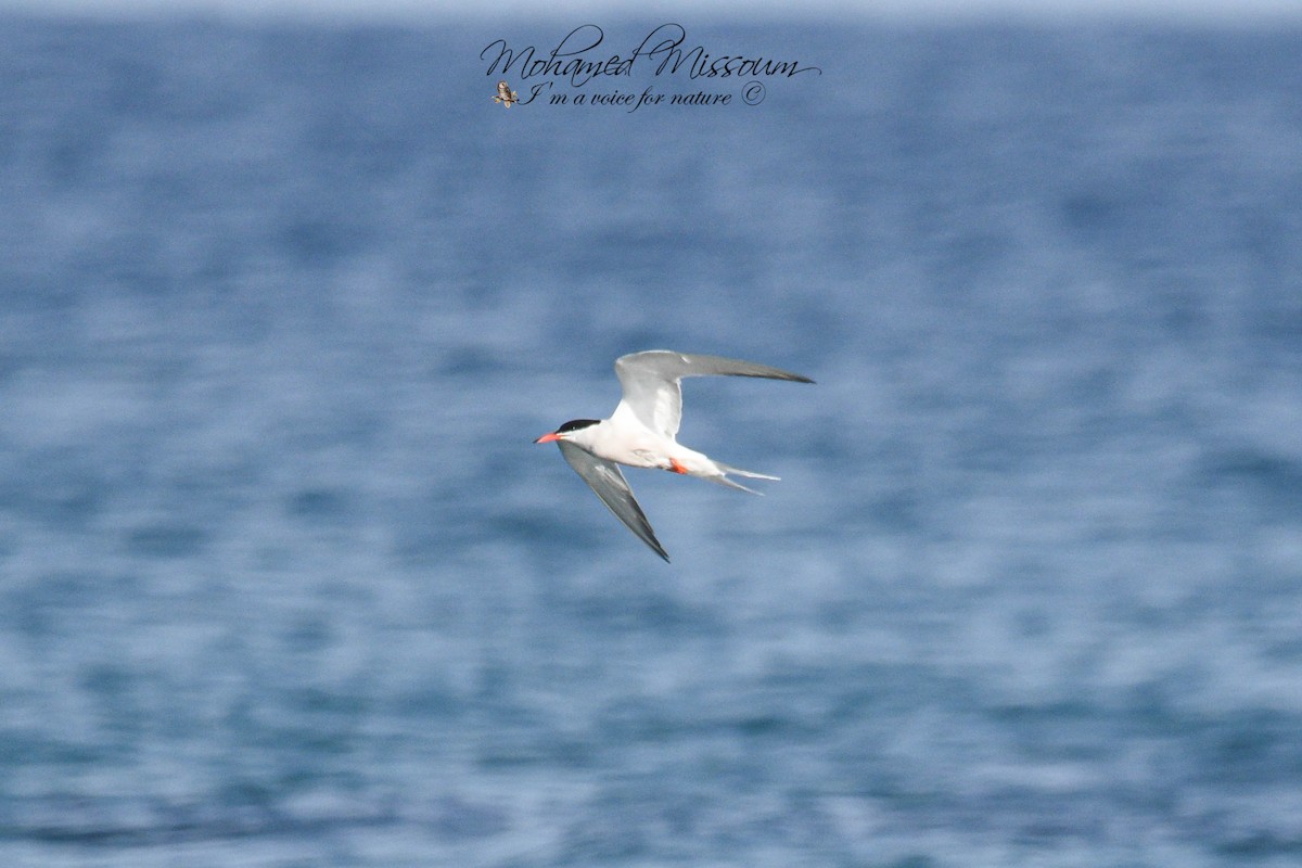 Common Tern - Mohamed Missoum
