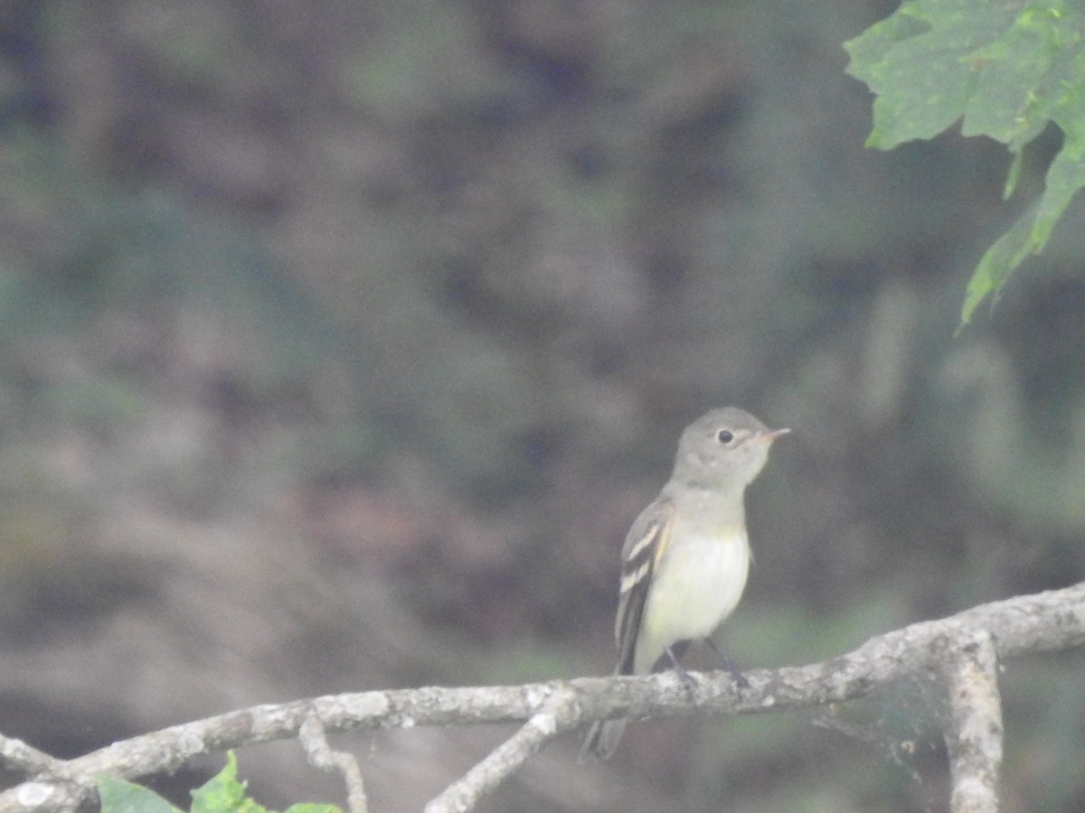 Acadian Flycatcher - ML582837551