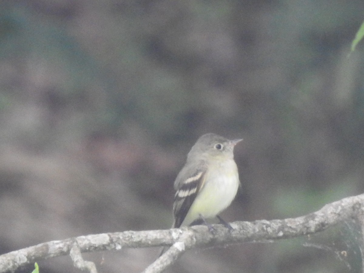 Acadian Flycatcher - ML582837561