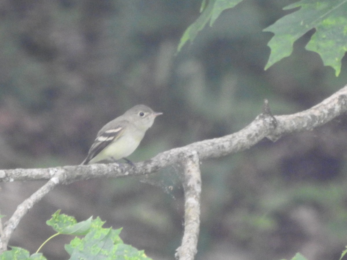 Acadian Flycatcher - ML582837571