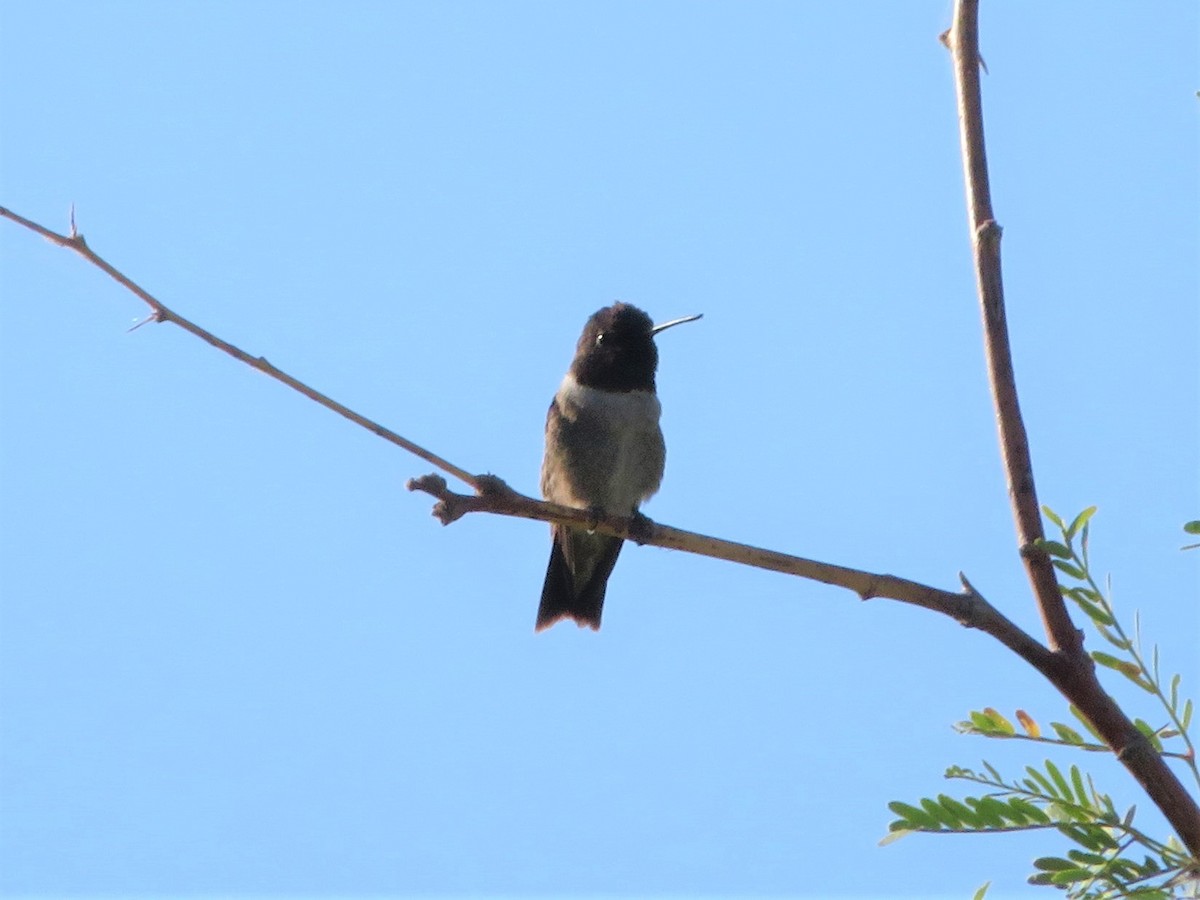 Black-chinned Hummingbird - Bob Packard