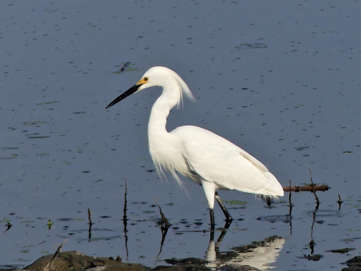 Snowy Egret - ML582839221