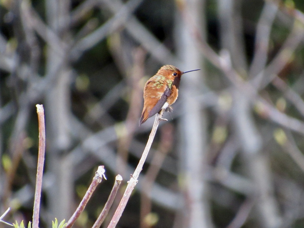 Rufous Hummingbird - Elena C