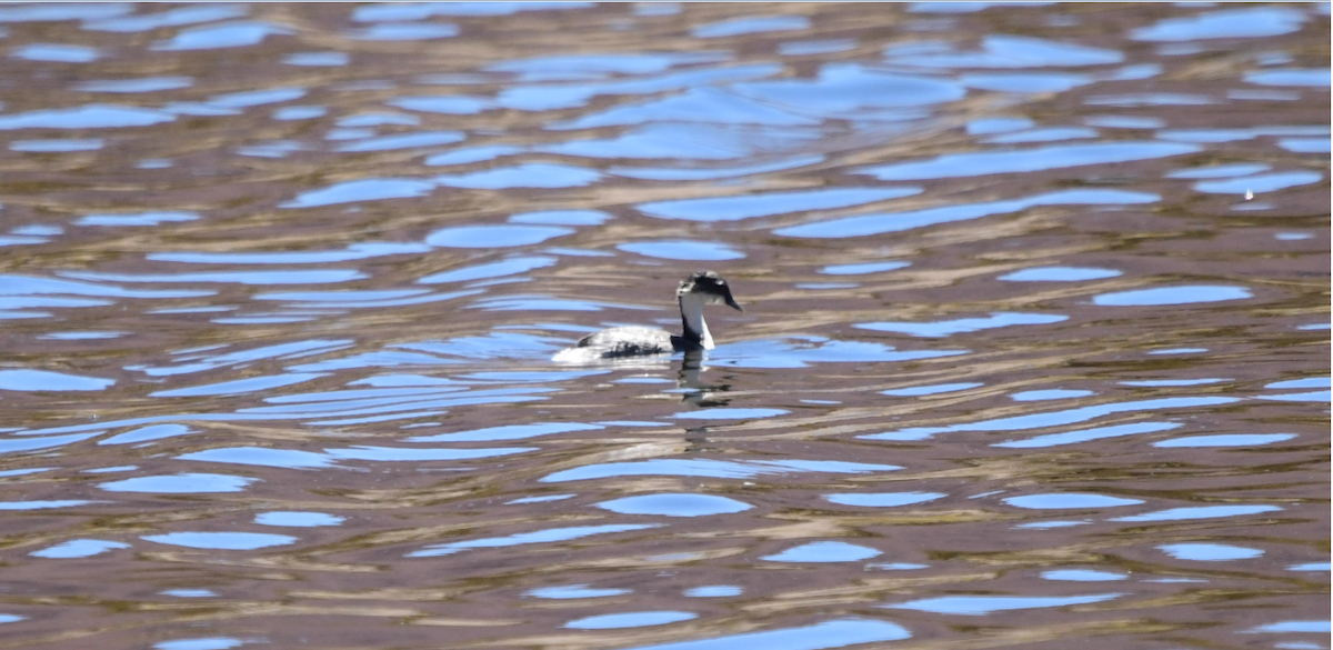 Silvery Grebe (Andean) - ML582839561