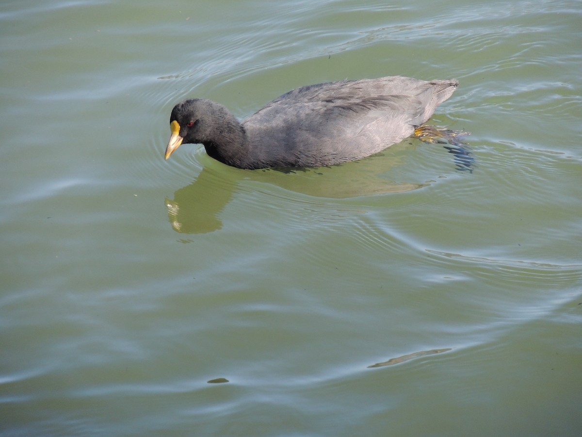 White-winged Coot - ML582839931