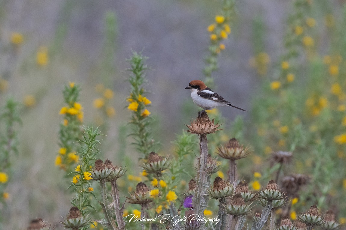 Woodchat Shrike - ML582840321