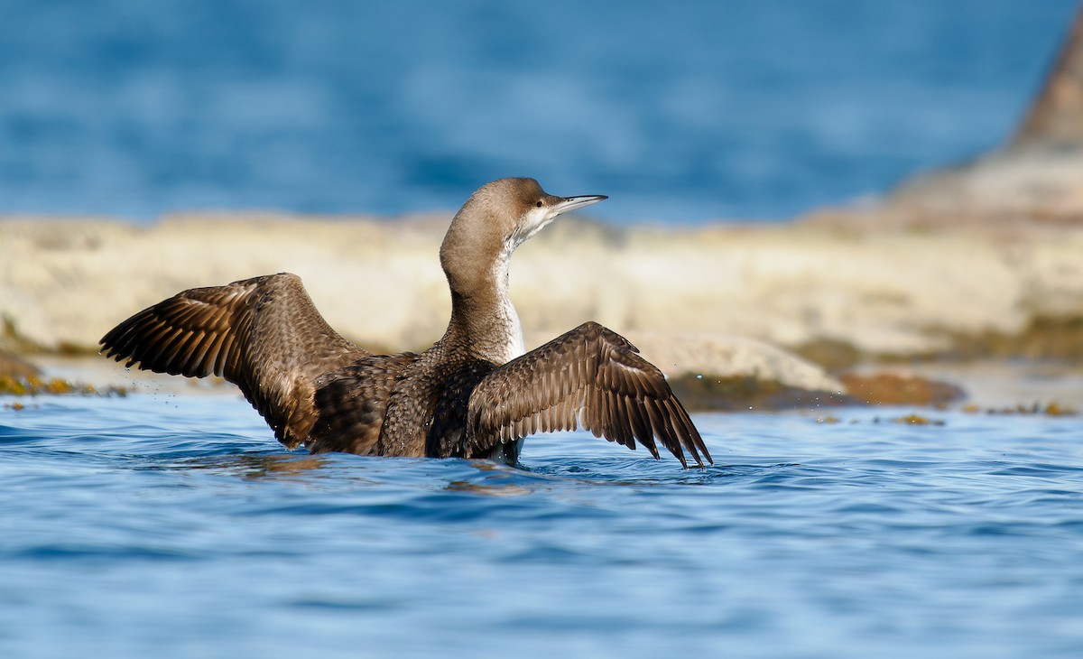 Arctic Loon - ML582840371