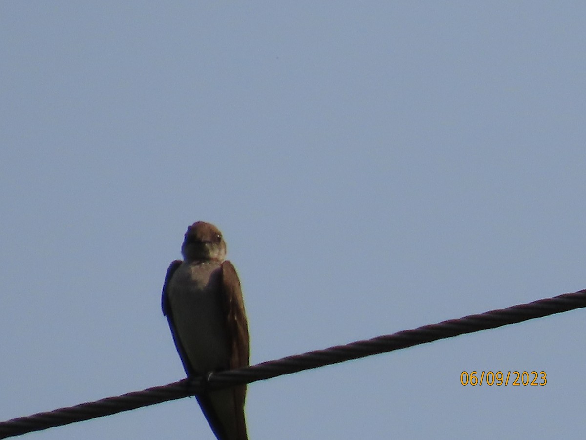 Northern Rough-winged Swallow - ML582840451
