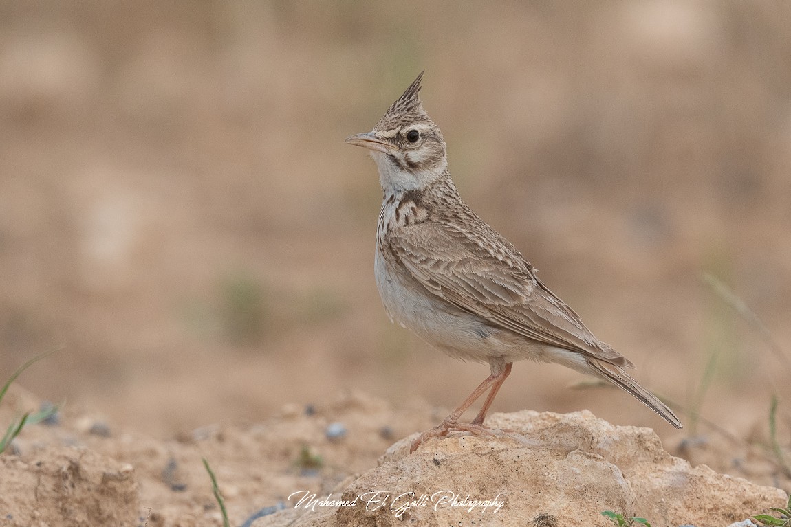 Crested Lark - ML582840511