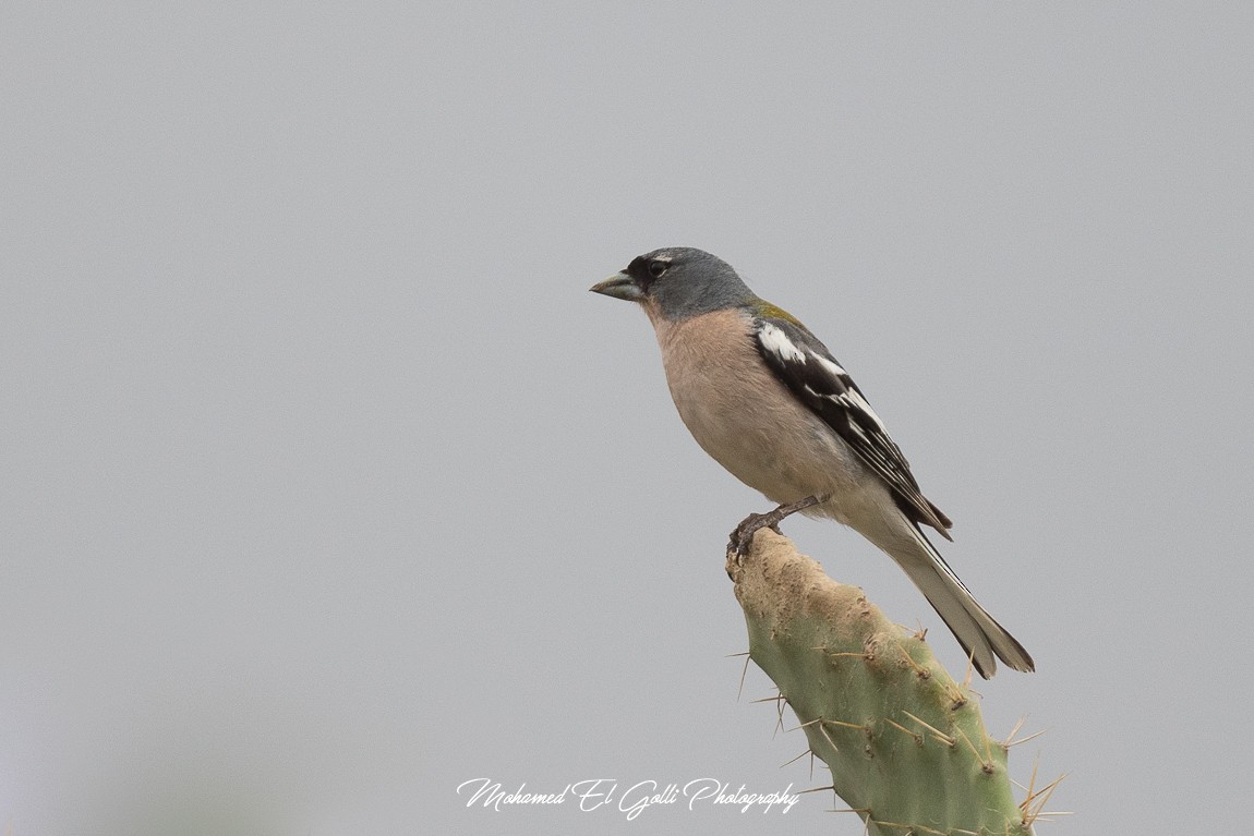 African Chaffinch (Tunisian) - ML582840561