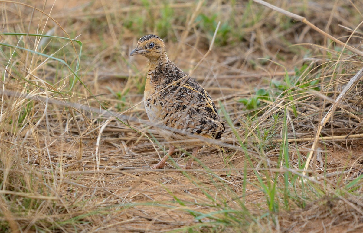 Black-rumped Buttonquail - Marc Cronje- Nature Travel Birding