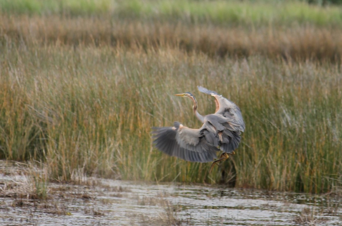 Purple Heron - ML582840771