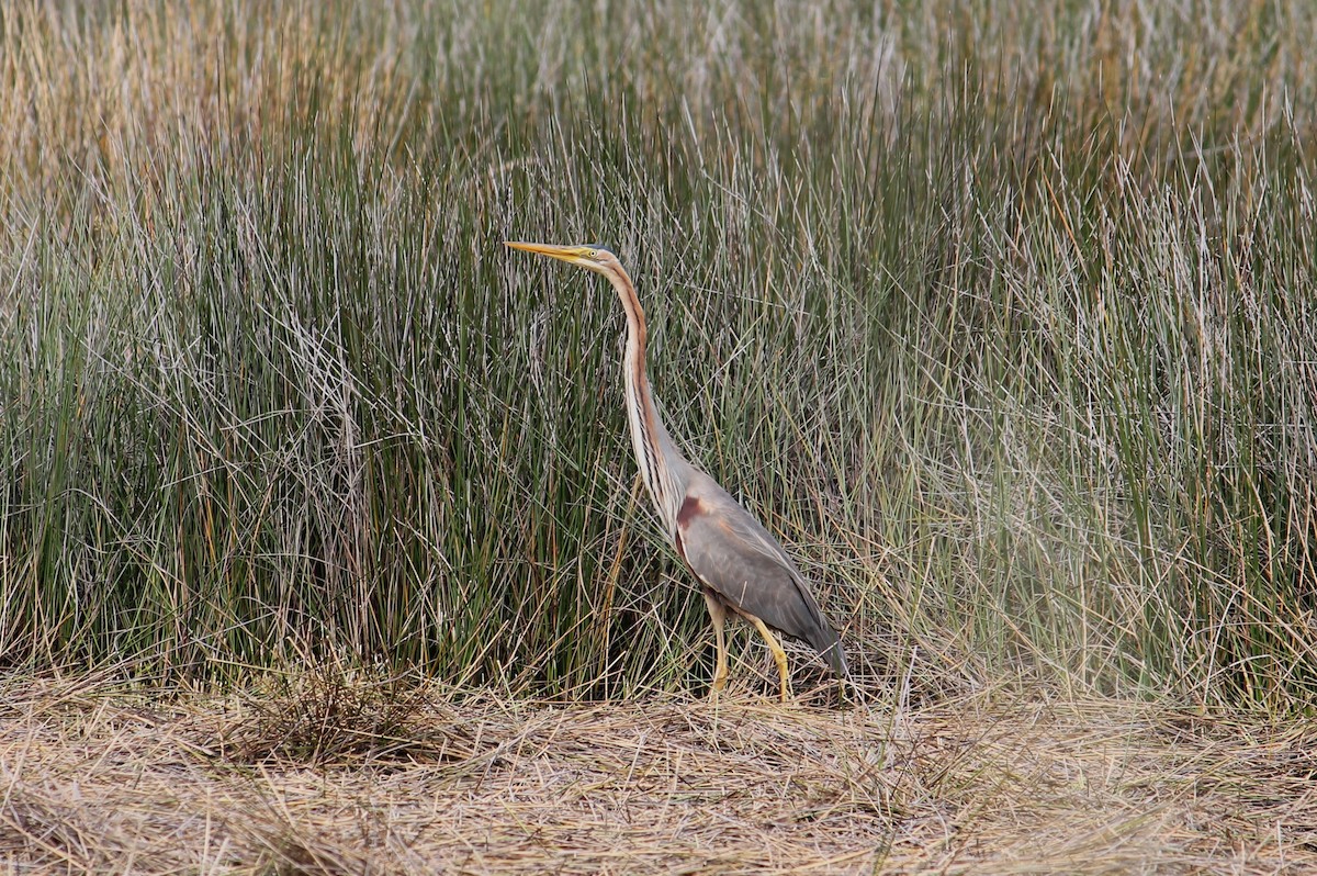 Purple Heron - ML582840781