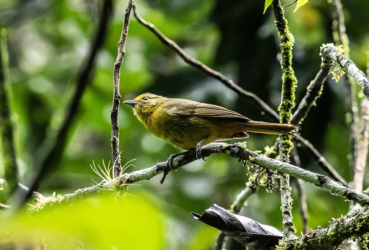 Oleaginous Hemispingus - Ana Amable www.peruwomenbirders.com