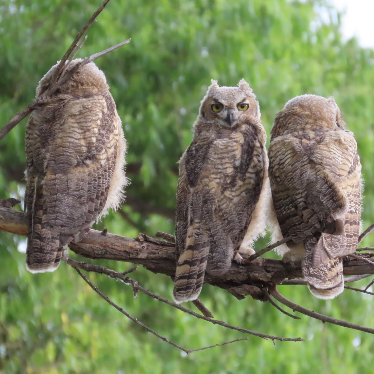 Great Horned Owl - ML582841971