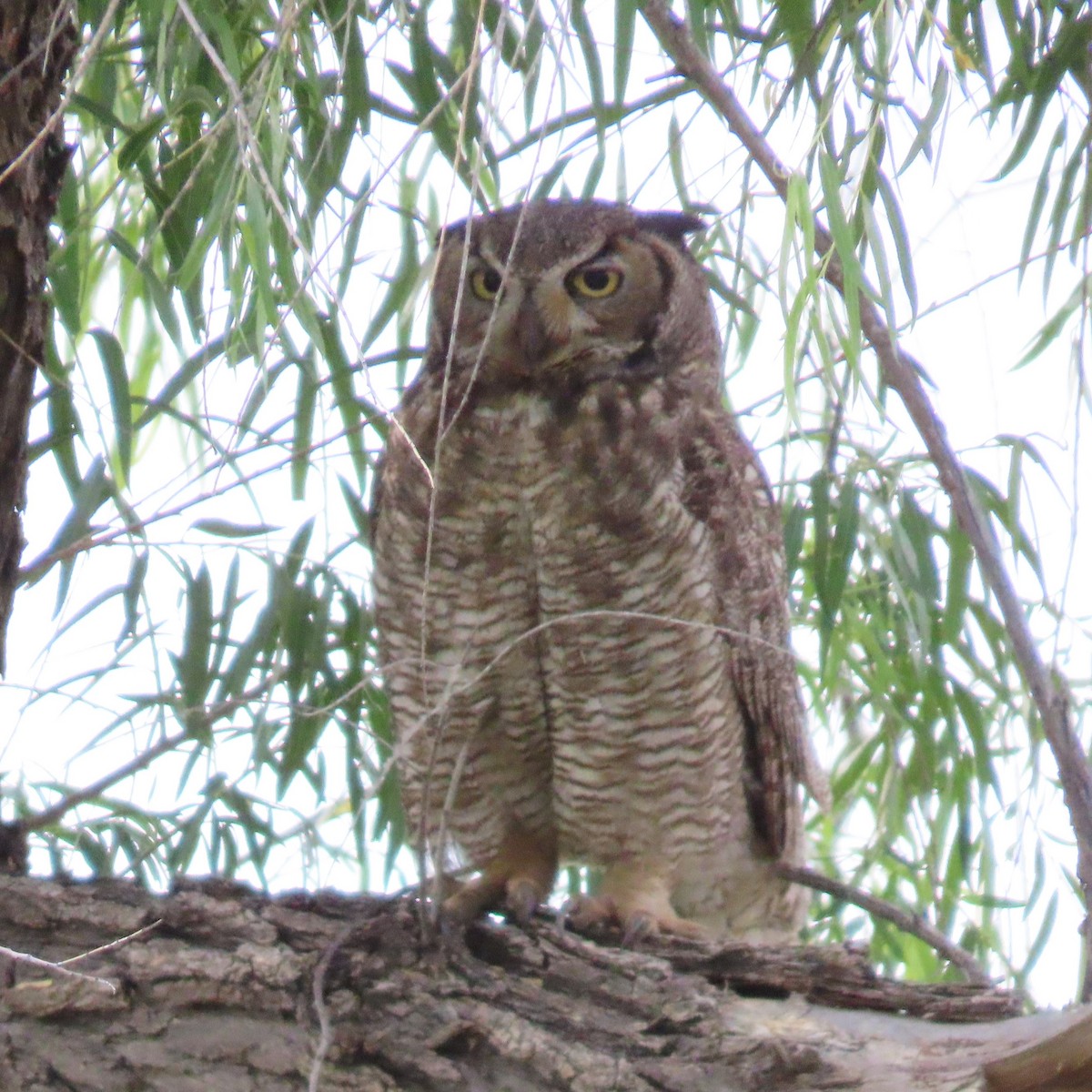 Great Horned Owl - ML582842021