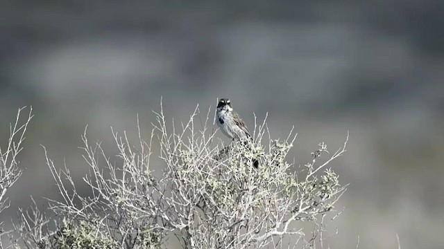 Bruant de Bell (canescens) - ML582842031