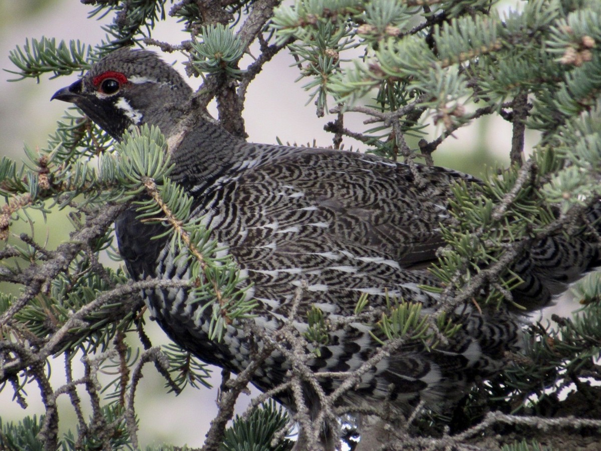 Spruce Grouse - ML582842751