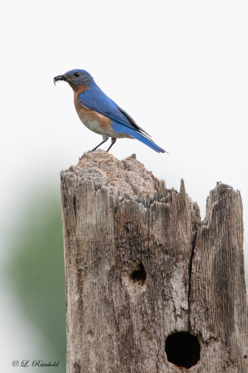 Eastern Bluebird - ML582843791