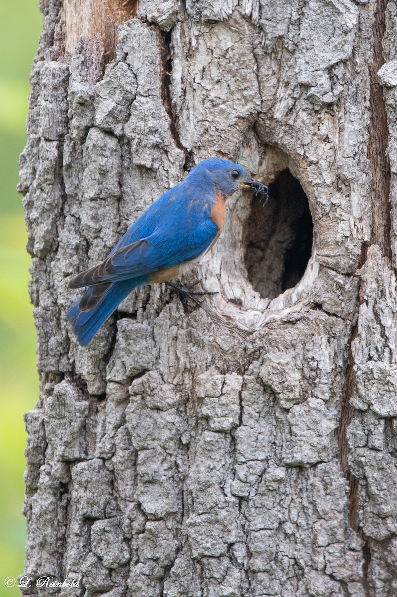 Eastern Bluebird - ML582843811