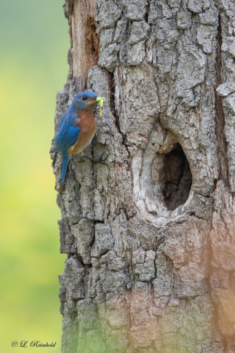 Eastern Bluebird - ML582843841