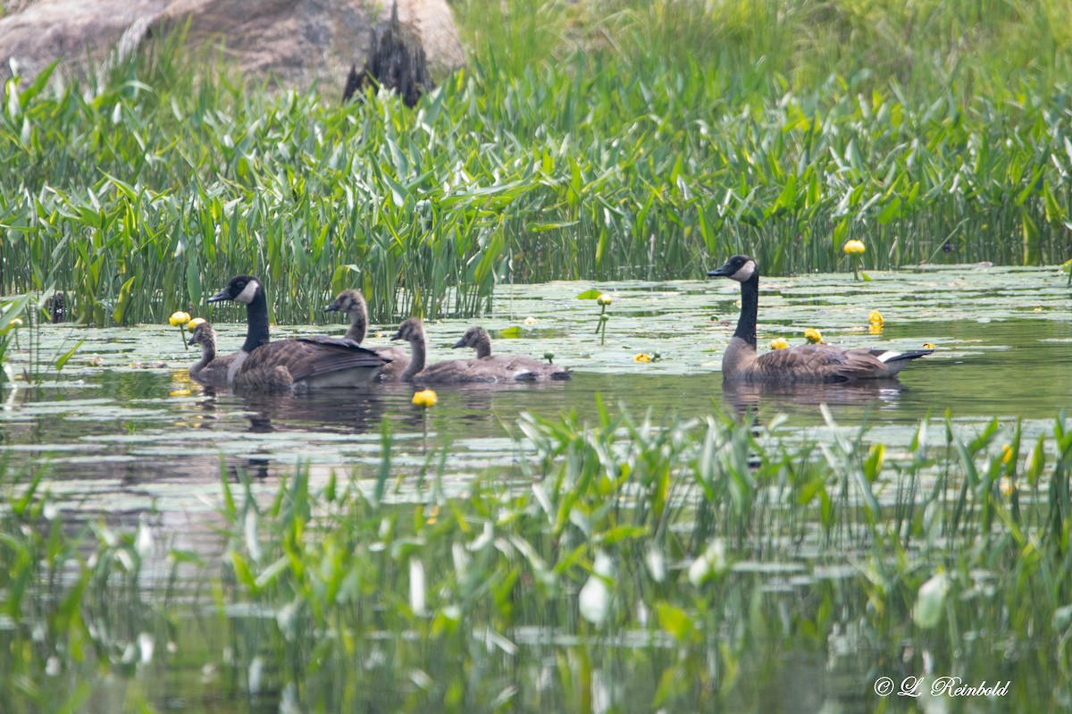 Canada Goose - ML582844881