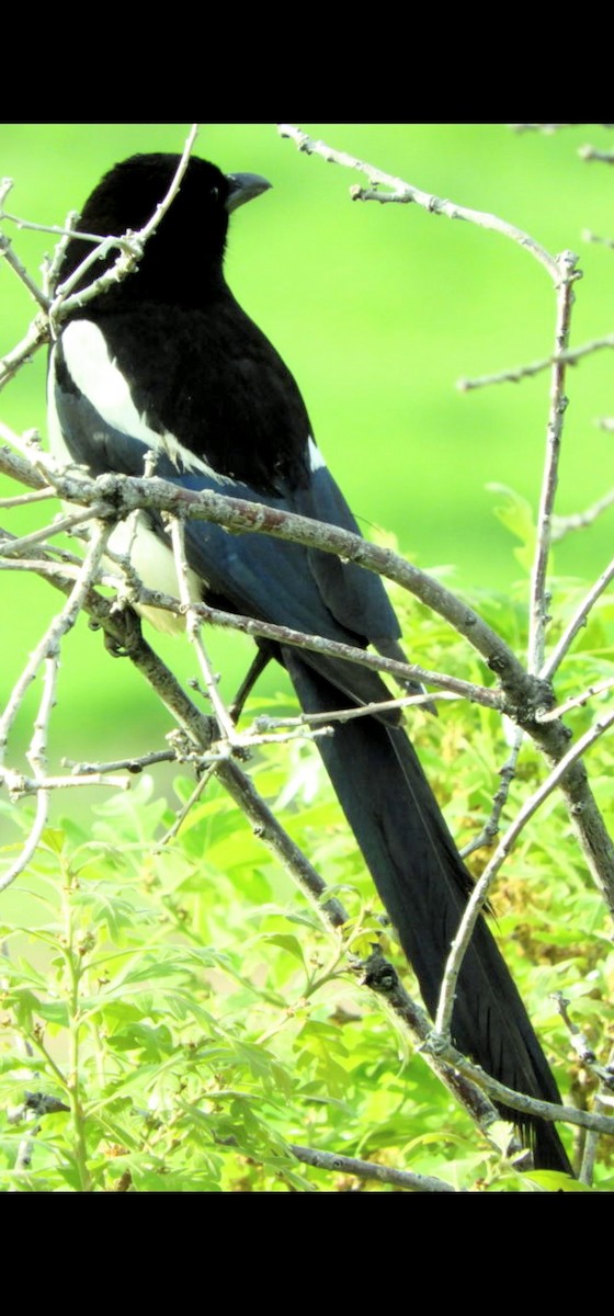 Black-billed Magpie - ML582846001