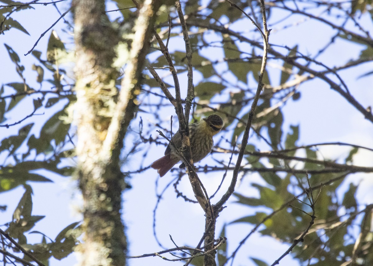 Sharp-billed Treehunter - ML582850511