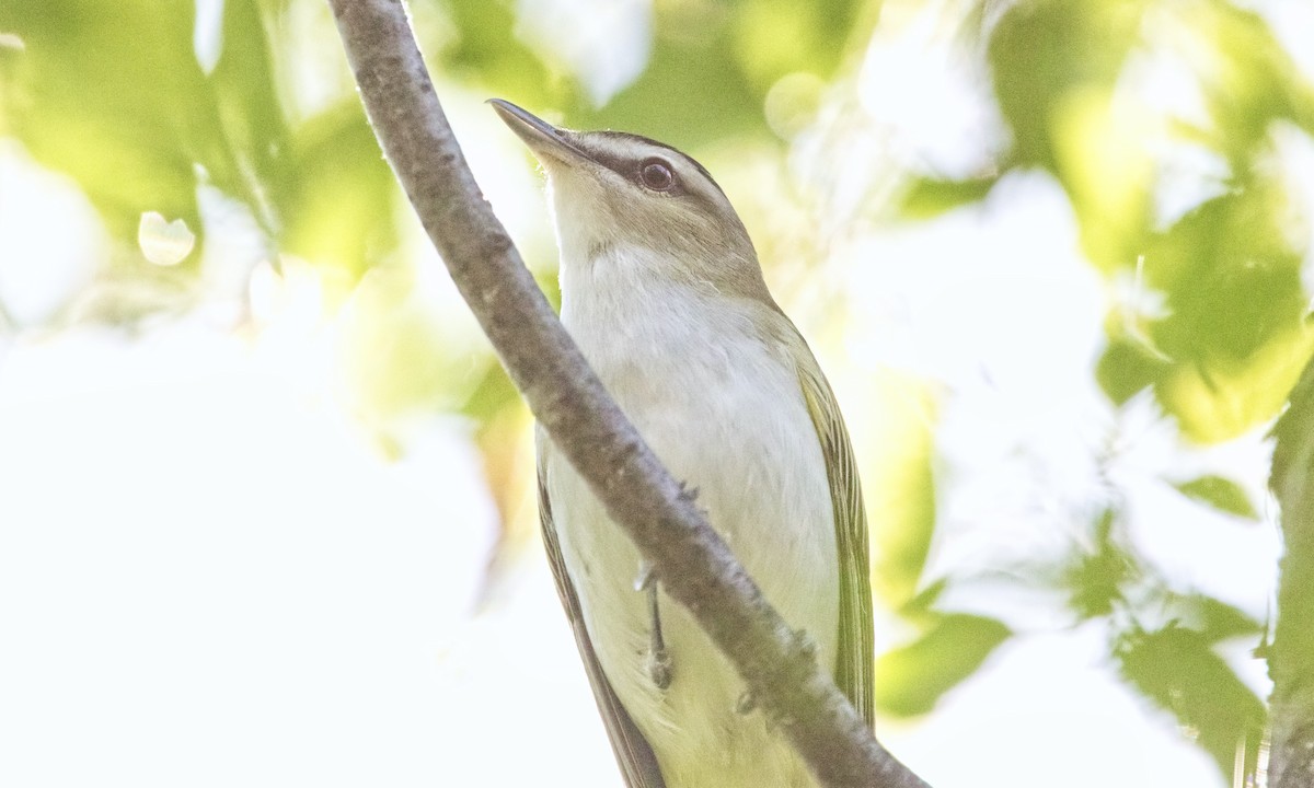 Red-eyed Vireo - ML582850591