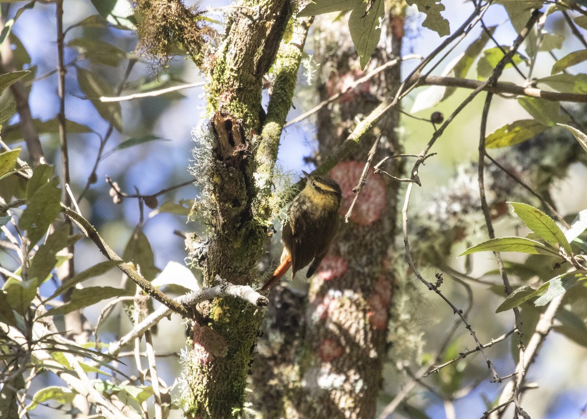 Sharp-billed Treehunter - ML582850621