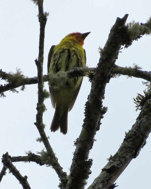 Western Tanager - ML582850991