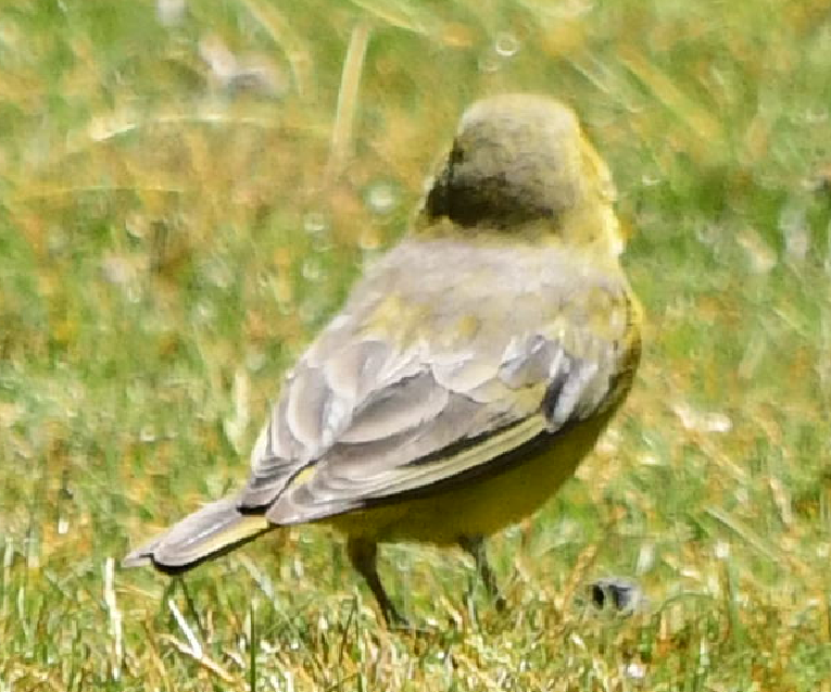 yellow-finch sp. - ML582851021