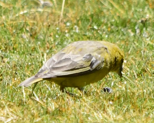 yellow-finch sp. - ML582851321