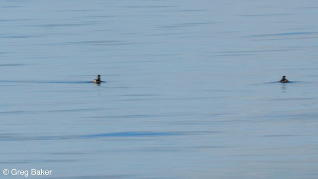 Marbled Murrelet - ML582851871