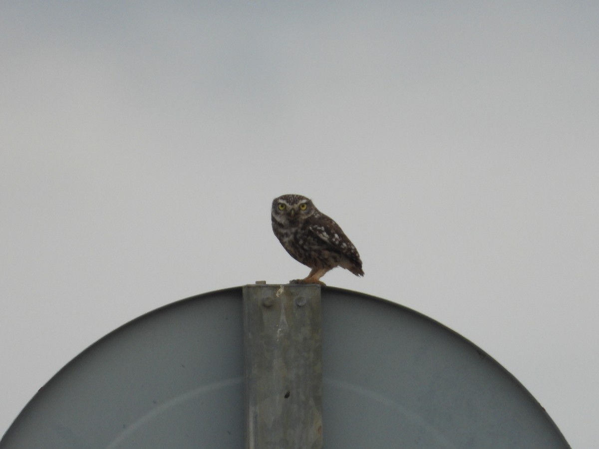 Little Owl - ML582854281