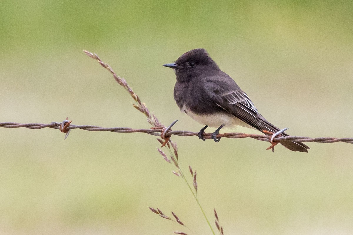 Чёрный фиби - ML582854741