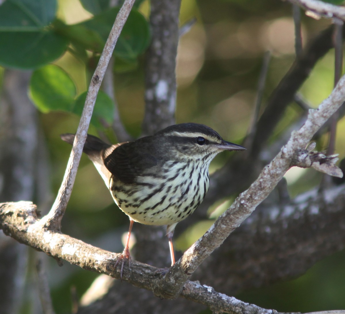 Northern Waterthrush - ML582854891